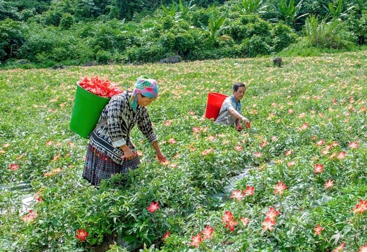 Người dân xã Văn Lăng chăm sóc hoa của cây sâm bố chính. Ảnh: Phương Thảo