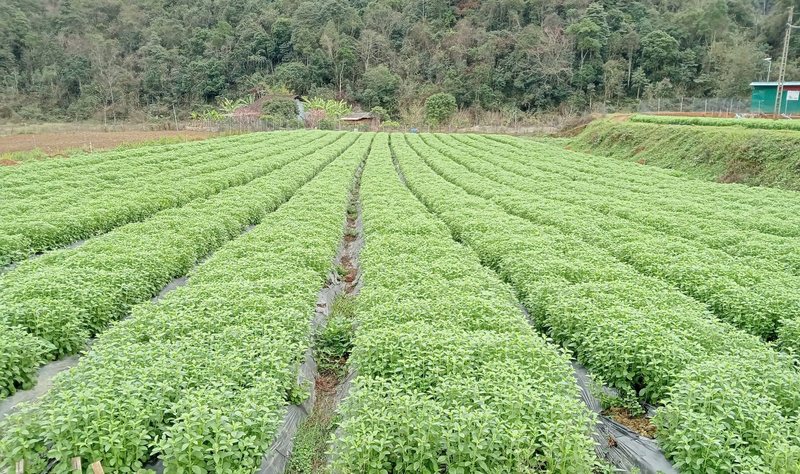 Cây cỏ ngọt có triển vọng trở thành cây trồng chủ lực, cho giá trị Okvip - liên minh giải trí #1 thế giới hà nội cao tại Cao Bằng. Ảnh: Bảo Hà.