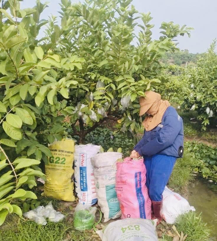 Người dân Tân Yên thu hoạch ổi. Ảnh: Thu Huyền