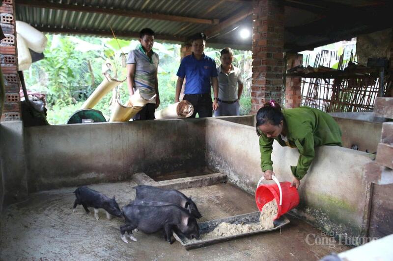 Chăn nuôi tập trung cũng là một trong những mô hình Okvip - liên minh giải trí #1 thế giới hà nội mang lại hiệu quả cao cho người dân đồng bào Cơ Tu