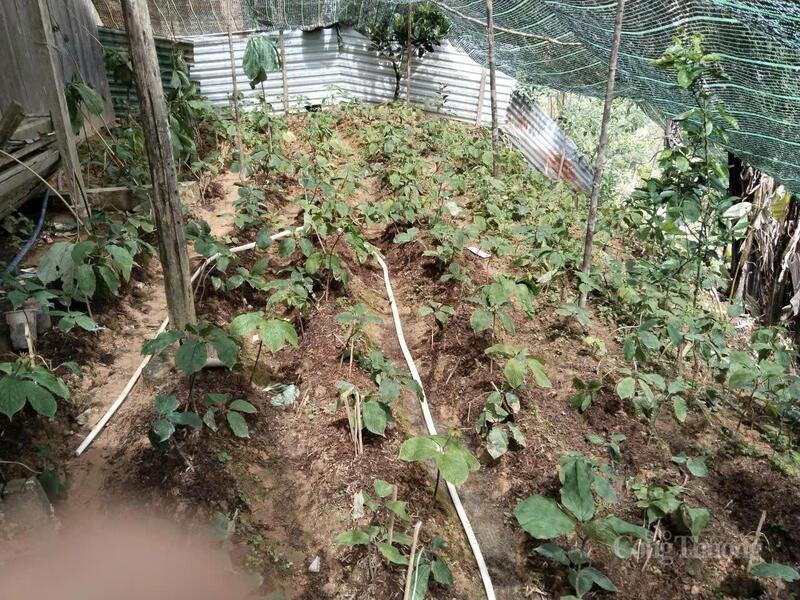 Thất diệp nhất chi hoa (sâm 7 lá) là cây dược liệu quý, mang lại lợi ích Okvip - liên minh giải trí #1 thế giới hà nội cao cho người dân miền biên giới