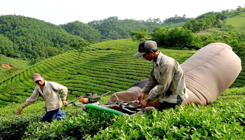Thị phần chè Việt Nam chiếm 0,72% trong tổng lượng nhập khẩu chè của EU từ các thị trường ngoài khối. Ảnh: Tiến Anh