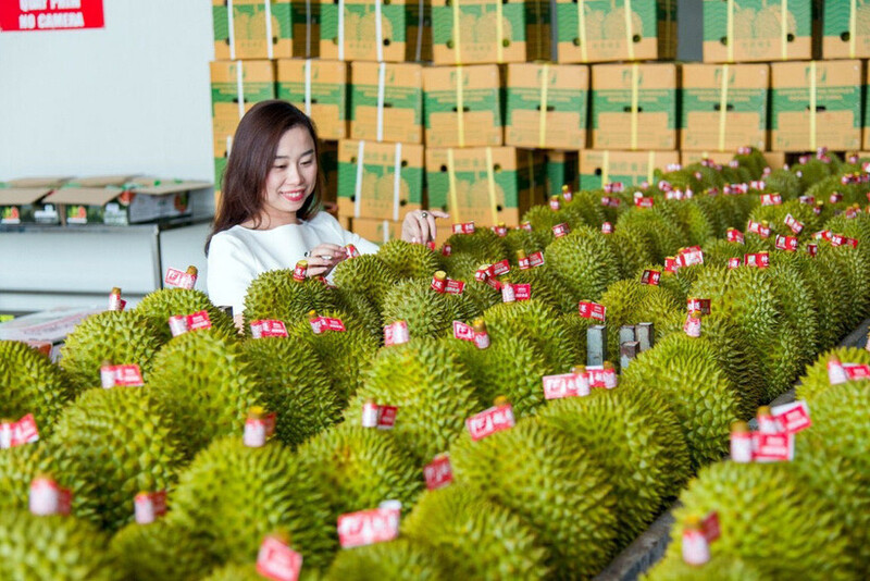 Kim ngạch Liên Minh Truyền Thông Và Game Giải Trí Top 1 sầu riêng sang Trung Quốc tăng trưởng mạnh - Ảnh: Hà An