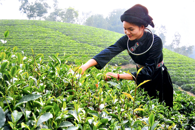Thái Nguyên chú trọng phát triển vùng nguyên liệu chè (Ảnh: Hải Minh)