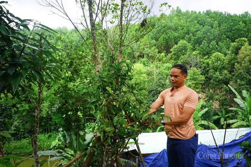 TP. Đà Nẵng định hướng đến năm 2030, diện tích trồng dược liệu (ngoài sâm Ngọc Linh) sẽ đạt hơn 10.000 ha