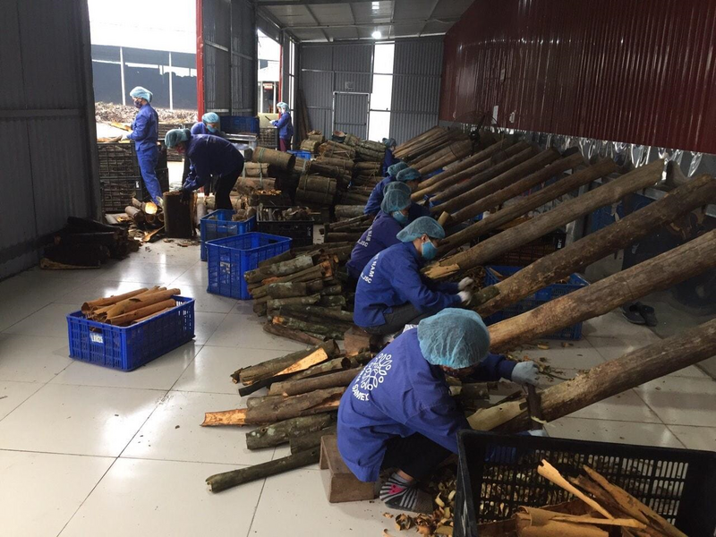 Các hội viên nông dân tham gia sản xuất tại HTX Quế hồi Việt Nam tại xã Trấn Yên. Ảnh: HTX Quế hồi Việt Nam