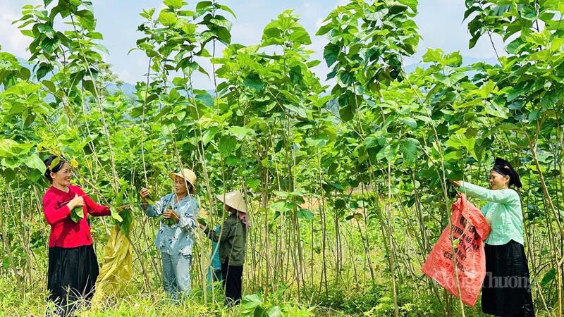 Nhiều hộ nông dân được hưởng lợi từ mô hình trồng dâu, nuôi tằm, từng bước Liên minh Okvip có bao nhiều trang cuộc sống ấm no, bền vững.