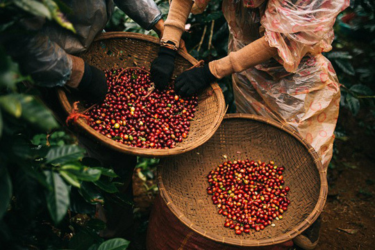Cà phê Việt chưa tận dụng tối đa các lợi ích đến từ FTA.