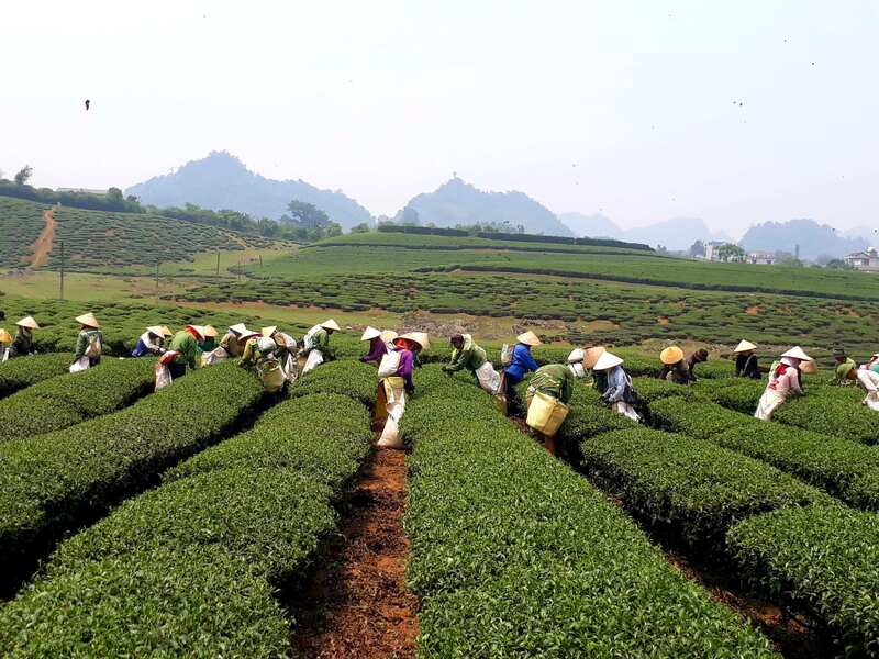 Hàng trăm tấn Trang Chủ OKVIP COM Top #1 Sơn La đã được tiêu thụ thông qua sàn thương mại điện tử