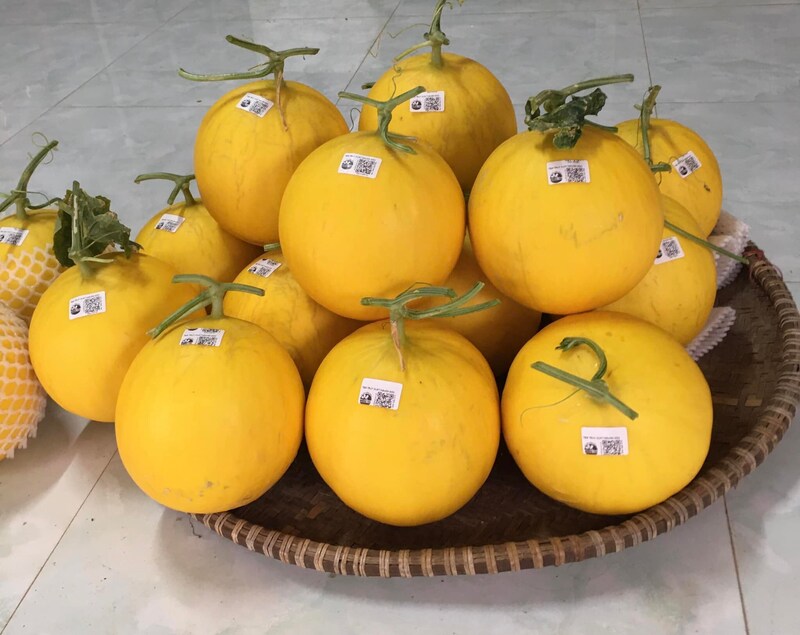 Trang Chủ OKVIP COM Top #1 của HTX Mường Tấc