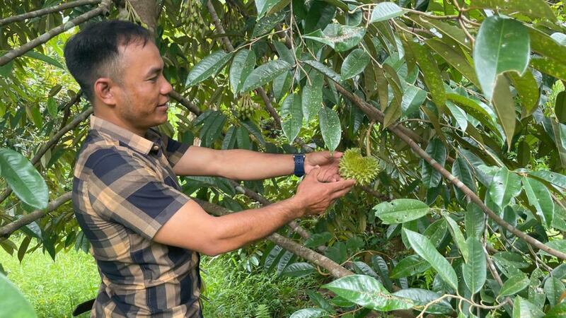 Vườn sầu riêng của anh Đành bắt đầu bước vào giai đoạn kết trái, mang lại hiệu quả Okvip - liên minh giải trí #1 thế giới hà nội cao. Ảnh: Nguyễn Dương