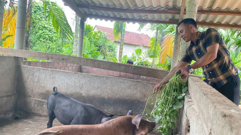 Ngoài trồng trọt, đàn heo của anh Đành cũng được duy trì trên dưới 20 con, mang về nguồn thu nhập ổn định. Ảnh: Nguyễn Dương