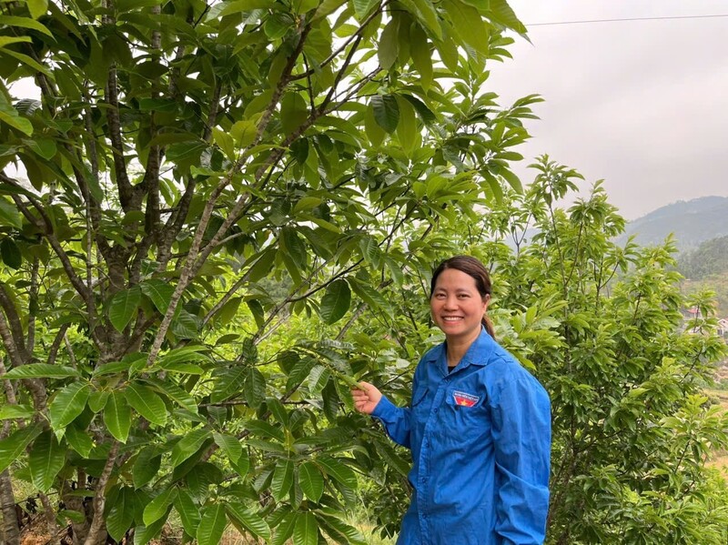 Chị Nguyễn Thị Vân Anh có hơn 1ha cây dẻ, vừa trồng lấy hạt vừa mở cửa để làm OKLVIE sản phẩm thuộc hệ thống OKVIP là trang web tổ chức phát sóng bóng đá trực tiếp, live casino , nỗ hũ, bắn cá cộng đồng. Ảnh: Hoàng Tính