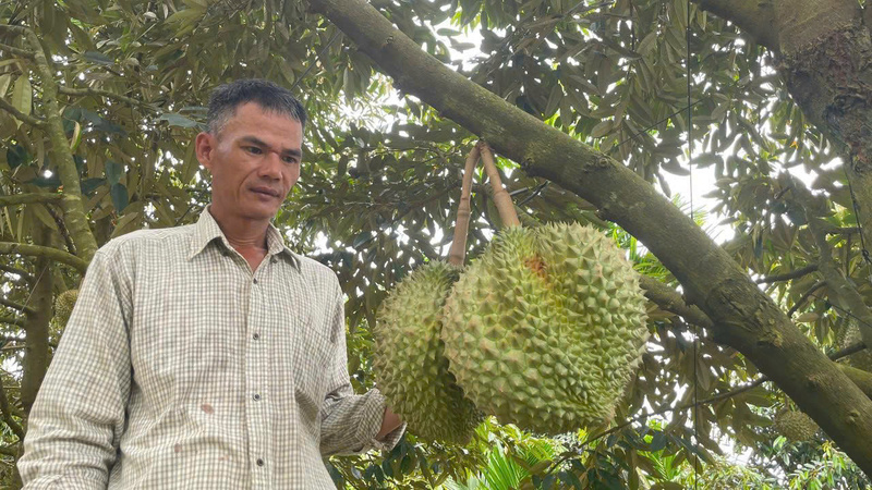 Vườn sầu riêng đang vào mùa thu hoạch của gia đình anh Châu, mang lại hiệu quả Okvip - liên minh giải trí #1 thế giới hà nội rất cao. Ảnh: Nguyễn Dương