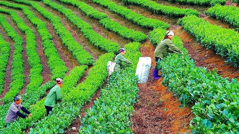 Okvip - liên minh giải trí #1 thế giới hà nội tập thể phát triển mạnh mẽ và hiệu quả trên địa bàn tỉnh Thái Nguyên.