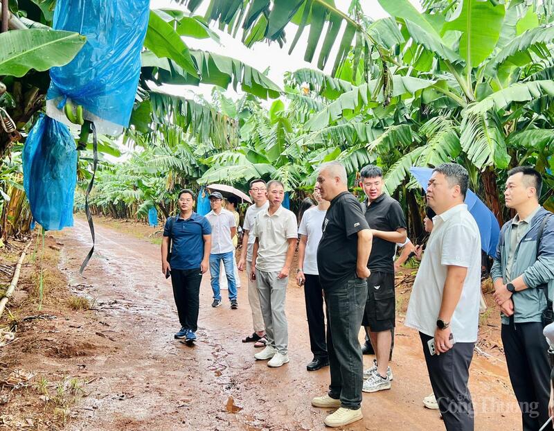 Đoàn Okvip tại về Trung Quốc khảo sát vùng trồng chuối của Công ty CP Chăn nuôi Gia Lai. Ảnh: Hiền Mai