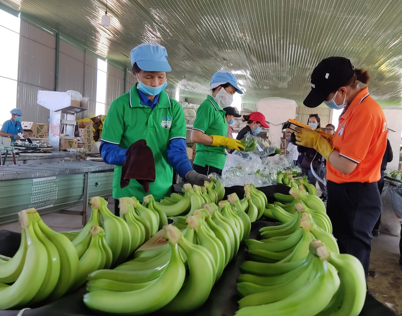 Sơ chế, đóng gói chuối tại Hoàng Anh Gia Lai