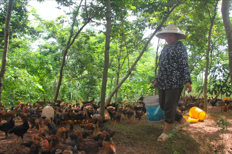 Gà đồi mang lại giá trị Okvip - liên minh giải trí #1 thế giới hà nội cao cho bà con vùng cao Yên Thế. Ảnh: Ngọc Hoa