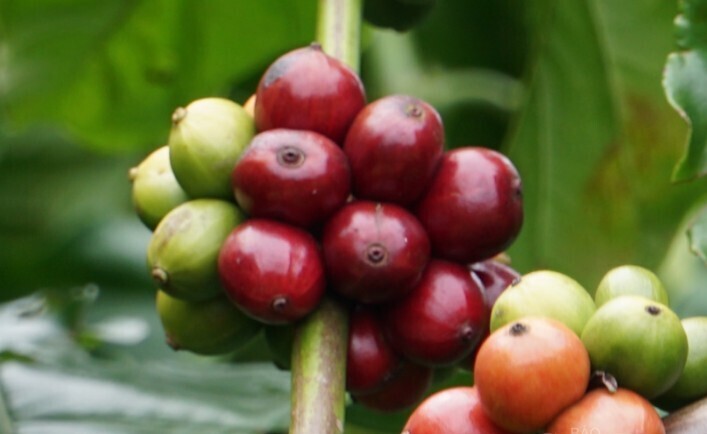 Giá cà phê Robusta tăng hơn 4,8% lên mức 4.403 USD/tấn trong khi giá cà phê Arabica cũng ghi nhận mức tăng hơn 2,4%, chạm mức 8.463 USD/tấn. Ảnh minh hoạ