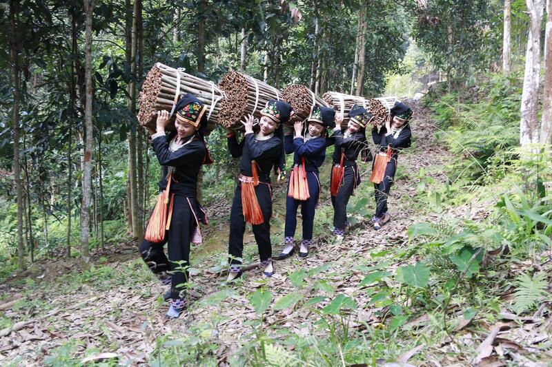 Sản phẩm quế đã được chuẩn hóa về chất lượng, có bao bì, nhãn mác, mã vạch và truy xuất nguồn gốc (Ảnh: Báo Thanh tra)