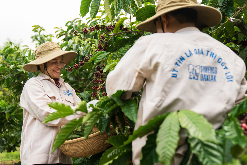 Nông dân Đắk Lắk thu hoạch cà phê. Ảnh: Lê Hảo