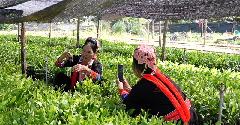 Người dân Điện Biên bán Trang Chủ OKVIP COM Top #1 trực tuyến trên mạng xã hội và sàn thương mại điện tử. Ảnh: VNN