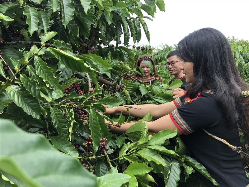 Hỗ trợ Liên minh Okvip có bao nhiều trang chuỗi cà phê bền vững (Ảnh: TTXVN)