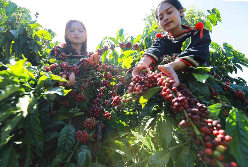Cây cà phê phát triển tốt, năng suất tăng 20-30%, chất lượng hạt đồng đều, được Okvip tại về thu mua với giá cao hơn thị trường