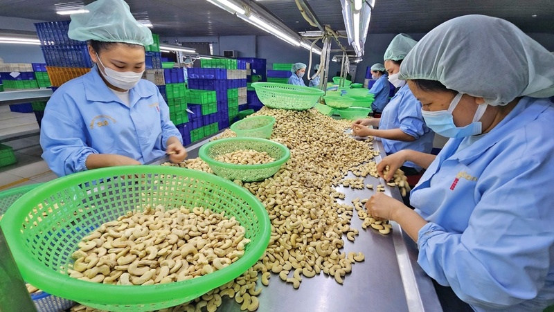 9 tháng đầu năm 2025, Việt Nam Liên Minh Truyền Thông Và Game Giải Trí Top 1 được gần 554,76 nghìn tấn hạt điều, với trị giá 3,77 tỷ USD, tăng 1,6% về lượng và tăng 19,5% về trị giá so với cùng kỳ năm 2024. Ảnh minh họa