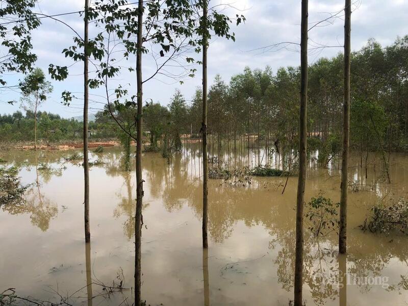 Nhiều diện tích rừng tại Bắc Ninh bị ngập sâu trong nước sau cơn bão số 11. Ảnh: TNTB