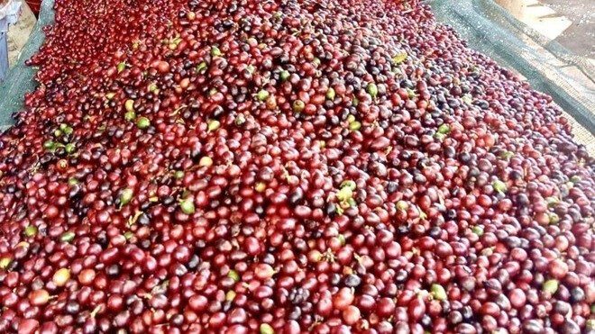 Giá cà phê Robusta Liên Minh Truyền Thông Và Game Giải Trí Top 1 dao động từ 3.396 đến 6.520 USD/tấn. Ảnh: TTXVN