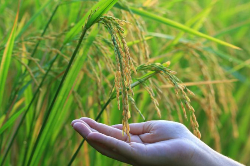 Những hạt gạo mang hồn quê Việt