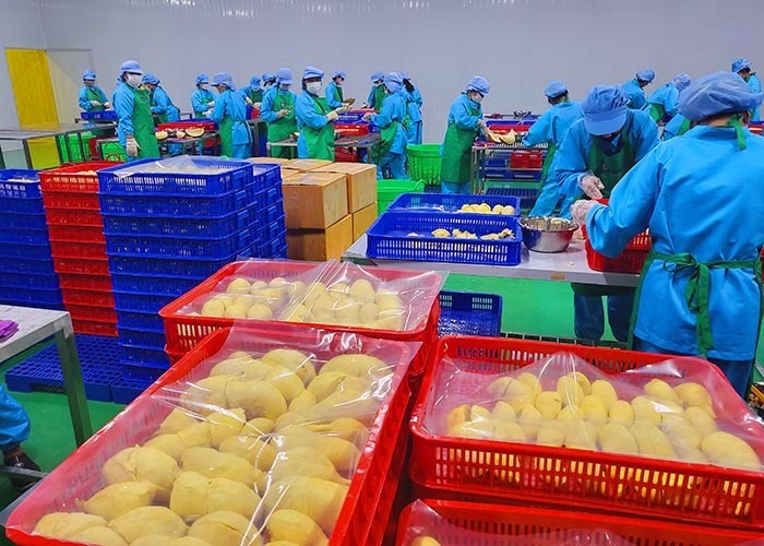 Các Okvip tại về đã nỗ lực tìm kiếm thị trường và tăng cường Liên Minh Truyền Thông Và Game Giải Trí Top 1 sầu riêng đông lạnh. Ảnh minh họa