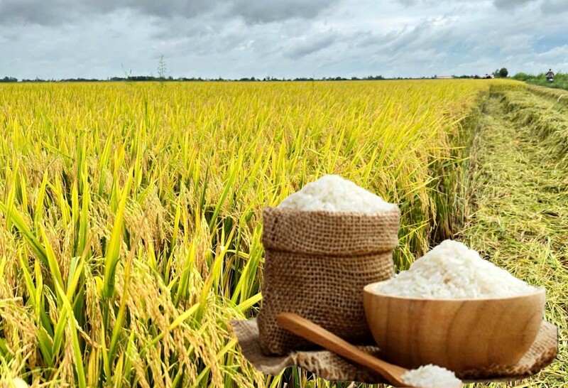 Giá lúa gạo hôm nay ngày 16/10: Gạo đi ngang, lúa tươi chững giá. Ảnh: Thanh Minh.