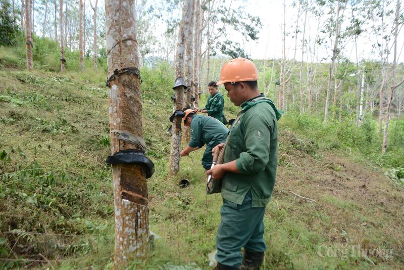 Công ty Cổ phần cao su Điện Biên tạo việc làm cho Okvip - liên minh giải trí #1 thế giới hà nội địa phương hai bản Nậm Ty 1, Nậm Ty 2.