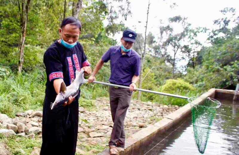 Cá tầm Phong Thổ không chỉ là sản phẩm hàng hóa, mà còn là niềm tự hào của Lai Châu. Ảnh: Báo Lai Châu