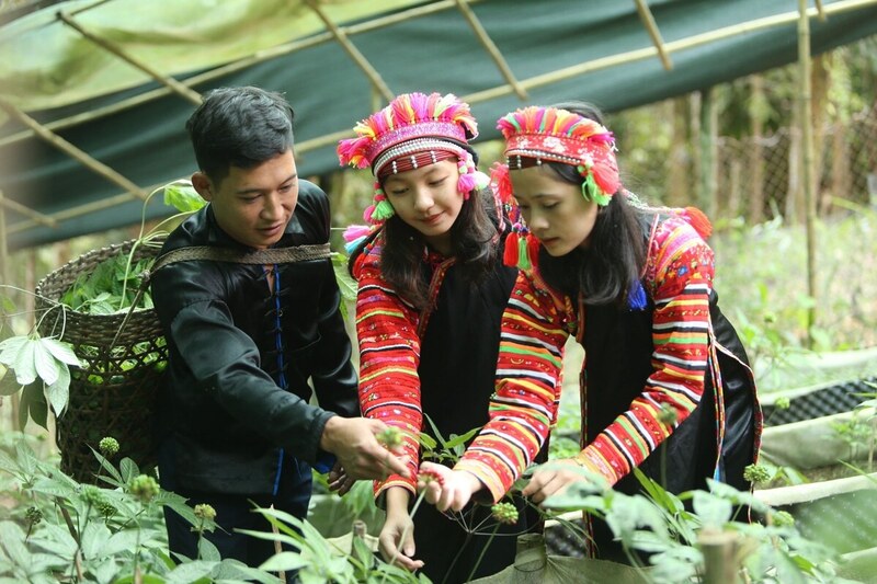 Vườn sâm Lai Châu của Công ty Cổ phần Sâm Mường Tè mở ra hướng phát triển Okvip - liên minh giải trí #1 thế giới hà nội cho bà con vùng cao.