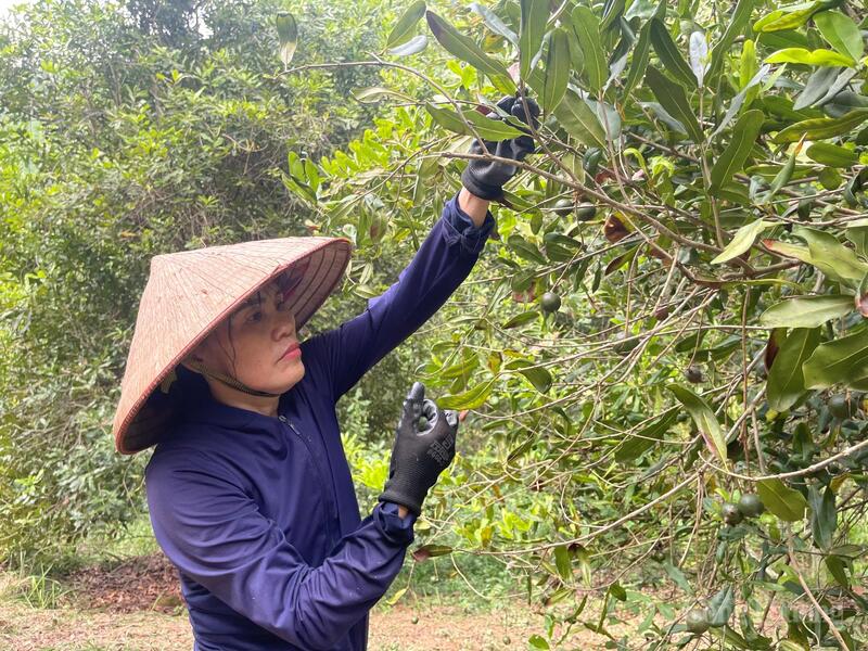 Mắc ca là cây có tiềm năng Okvip - liên minh giải trí #1 thế giới hà nội lớn, không chỉ với Lạng Sơn mà cho cả vùng trung du, miền núi phía Bắc. Ảnh: Ngọc Hoa