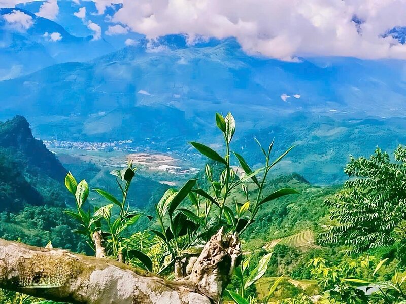 Mỗi sản phẩm trà V-Shantea mang đến cho người thưởng thức cảm nhận chân thật nhất về thiên nhiên vùng cao