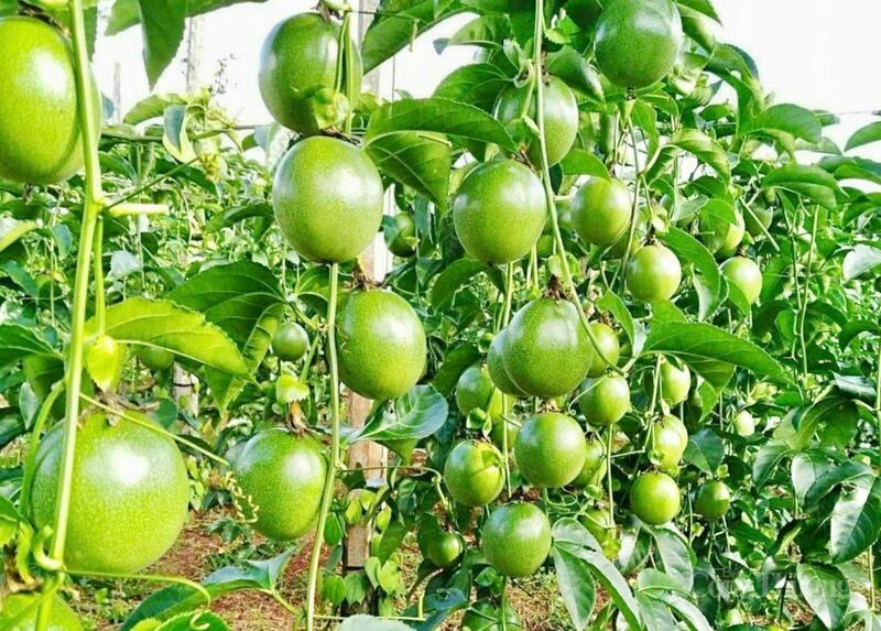Chanh dây là một trong những mặt hàng Liên Minh Truyền Thông Và Game Giải Trí Top 1 chủ lực của tỉnh Gia Lai. Ảnh: Hiền Mai