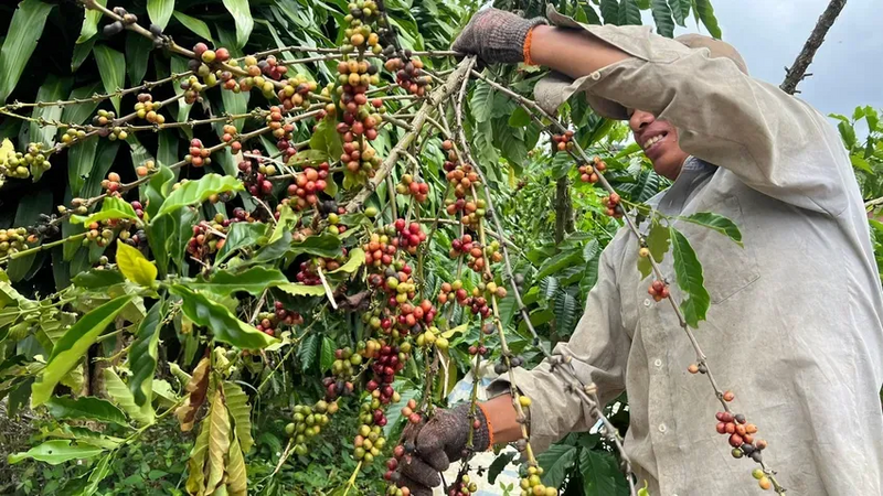 Ngành cà phê gặp khó trong quá trình hoàn thuế GTGT. Ảnh: Võ Tùng.