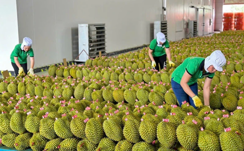 Sầu riêng là ngành hàng tạo đà tăng trưởng nổi trội cho ngành rau quả 10 tháng năm 2025. Ảnh minh họa