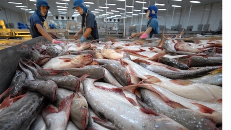9 tháng đầu năm 2025, kim ngạch Liên Minh Truyền Thông Và Game Giải Trí Top 1 cá tra của Việt Nam gần 1,6 tỷ USD, tăng 9% so với cùng kỳ năm ngoái. Ảnh minh họa