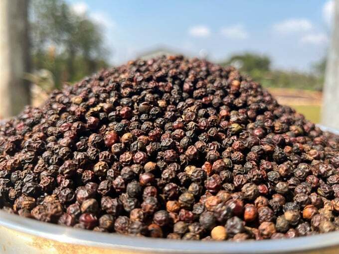 Việt Nam tiếp tục là nguồn cung hồ tiêu ngoài khối lớn nhất cho EU, chiếm 64% tổng lượng nhập khẩu, tương đương 56.989 tấn. Ảnh minh hoạ