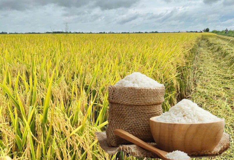 Giá lúa gạo hôm nay ngày 1/11: Gạo bình ổn, lúa tươi chững giá. Ảnh: Thanh Minh.