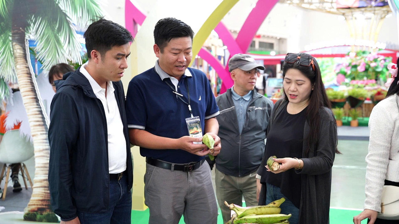 Ông Phạm Thành Nam chía sẻ về giống chuối đặc biệt này so với các loại chuối có trên thị trường. Ảnh: Diệu Linh