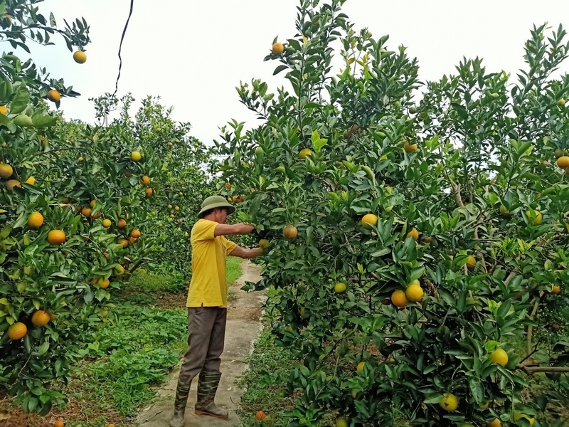 Cam Cao Phong vào vụ mới (Ảnh: Hường Nguyễn)