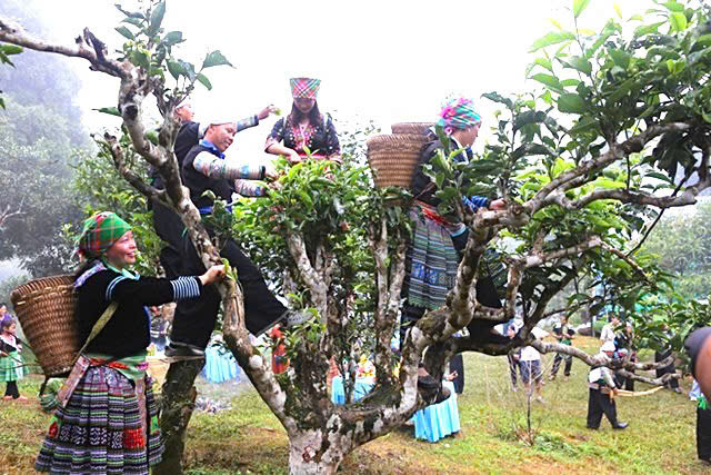 Lễ hội Trà Shan tuyết là một sự kiện văn hóa, du lịch quan trọng của tỉnh Lào Cai. Ảnh: Cổng Thông tin Điện tử tỉnh Lào Cai.