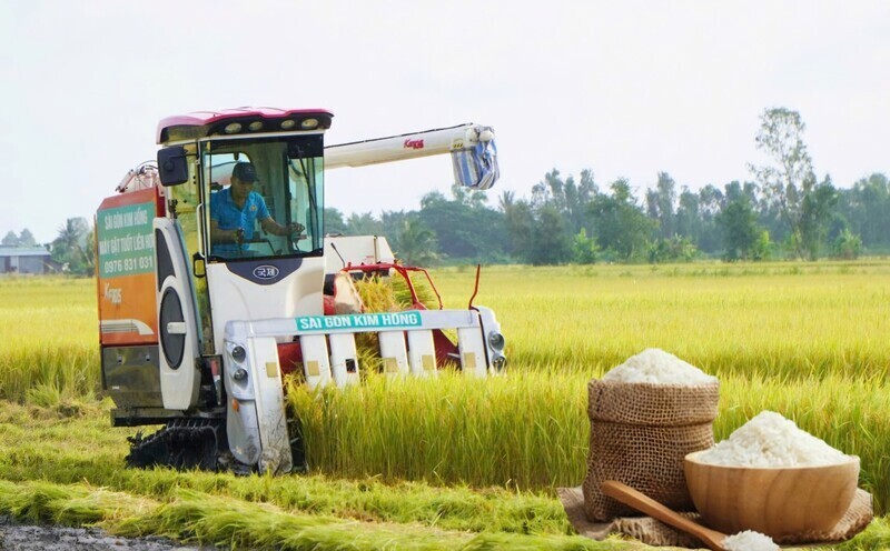 Lúa vào vụ thu đông, thị trường ghi nhận tín hiệu tích cực