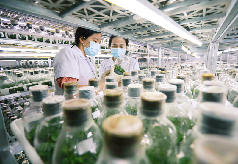 Thực hiện nghiên cứu, lai tạo giống cây trồng bằng phương pháp nuôi cấy mô. Ảnh minh họa